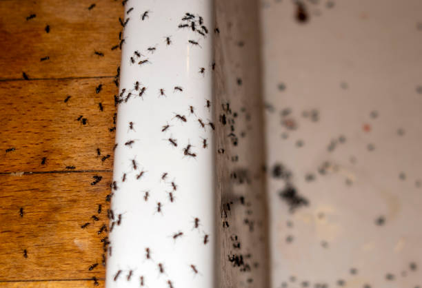 Best Local Pest Control Services  in Gosport, IN